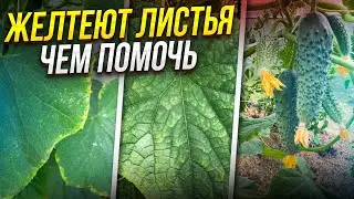 Почему У ОГУРЦОВ ЖЕЛТЕЮТ ЛИСТЬЯ, самые частые причины и как это исправить
