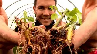 How to Grow Rose Cuttings Start to Finish | 1 year Time Lapse