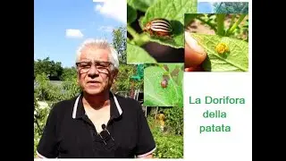 La dorifora della patata