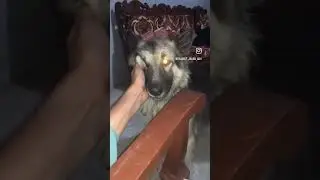 شوق تو ہمیں بہت سے ہیں 😍 #foryou #germanshepherd #dogtrainer #dogshorts #doglover