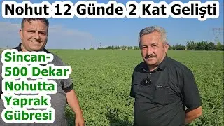 Sincan - Nohuta Hangi Gübre Atılır - Nohut Gübreleme - Nohutta Yaprak Gübresi