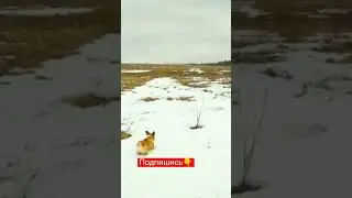 Что напугало маленького корги 😳?!