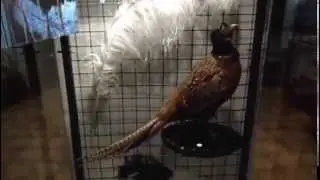 Андреапольский районный краеведческий музей. Часть 2