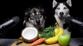 ASMR Dog Teaches Best Friend How To ASMR!