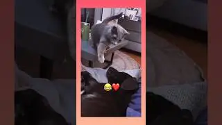 🎁😂❤️ my cats 🇺🇿MENING MUSHUKLARIM😅 