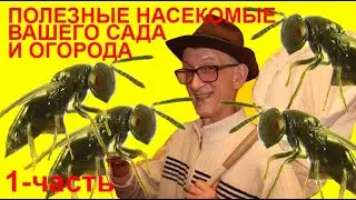 Полезные Насекомые на Даче: Энтомофаги Сада и Огорода? Как Найти  Насекомых Энтомофагов? ЧАСТЬ-1.