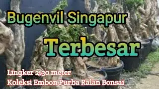 Bugenvil Singapur Terbesar