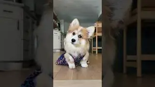 He loves hide and seek!