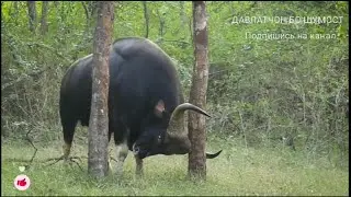 ГАУР , Самый крупный бык ,  Который Пугает тигра , Гоняет медведей ,   Самый бесстрашный бык в мире.