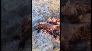 Волки вновь атаковали чабанскую стоянку в Забайкалье
