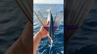 Using FLYING Fish as Bait 