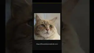 Получите изображение кота #shorts