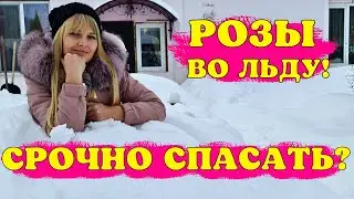 НАКРЫЛО ЛЬДОМ ВСЕ УКРЫТИЯ! Что ДЕЛАТЬ С РОЗАМИ!?