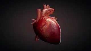 3D animation of a beating human heart Stock footage 