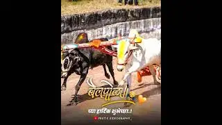 🙋🙇‍♂️😍Bailpola full Hd Status || बैल पोळा स्टेटस ||