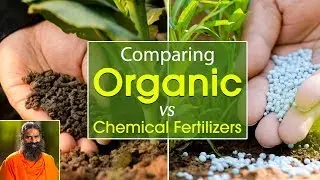 Comparing Organic VS Chemical Fertilizers | Swami Ramdev