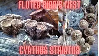 Fluted bird's nest (Cyathus striatus)