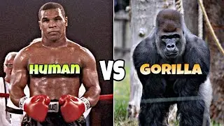 How Strong Is A Human Compared To A Gorilla?