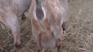 Как выглядит петля у козы перед окотом.🐐