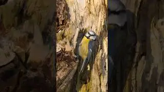 The blue tit gives you rays of warmth 
