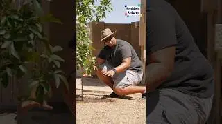 How to water your trees 🌳 