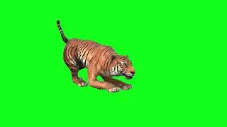 Tiger Attack Jaw | Green Screen and Black Screen 3D Animation Video | VFX CREATOR STUDIO