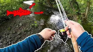 FISHING in PARADISE. Fantastic Trout fishing on lures in a tiny river!