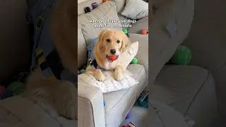 POV you leave your dogs alone!