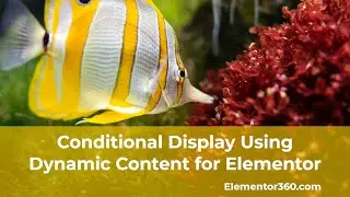 Conditional Display Using Dynamic Content for Elementor