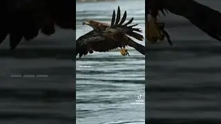 Göklerin Kralı 🦅 