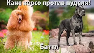 КАНЕ КОРСО ПРОТИВ ПУДЕЛЯ: БАТТЛ / УДИВИТЕЛЬНЫЙ МИР СОБАК
