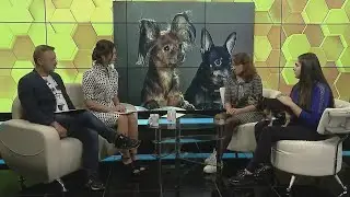 Ветеринар БГАУ Гульнара Цапалова и русский той-терьер (Вся Уфа, 