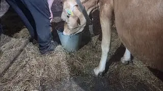 Сколько же корова пьёт воды...