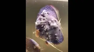 Discus Avatar fish