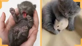 Kittens Video | Try Not To Laugh With These Cute Kitten Compilation