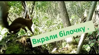 Білочку у нас вкрали. #nature #ліс #природаукраїни