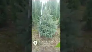 Ель Голубая Кейбаб 120-140см