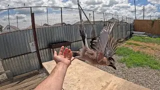 Отпустил спасенную птицу Сойку... но ... Охота на ящериц. Паралон в будки питбулям !! Покосил поляну