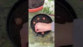 Контейнерная комбинированная посадка луковичных растений