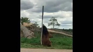 Медведь 🐻 кайфует)))