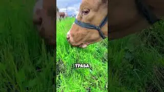 Почему травоядные едят мясо? 🐄😋🥩😱 