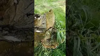 Homemade Stump Grinder 400cc 