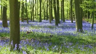 'Glorious British Bluebells' - a 'Rhapsody in Blue'!