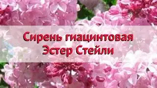 Сирень гиацинтовая Эстер Стейли 🌿 Обзор: посадка и уход. крупномеры сирени: описание и особенности