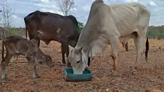 VACA NEGRONA PARIU UM BEZERRO MACHO
