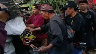 Macan-Macanan Jaranan Putro Maruto Budoyo Live Desa Segobang
