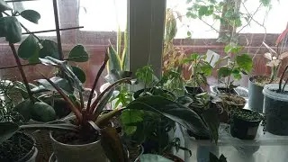 Цветы и коты