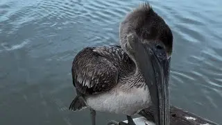 Hand feeding a hungry Pelican