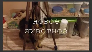 НОВЫЙ ПИТОМЕЦ? /как отреагировали остальные