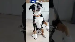 Zecke beim Hund entfernen: SO machst Du's richtig! ✅🐕